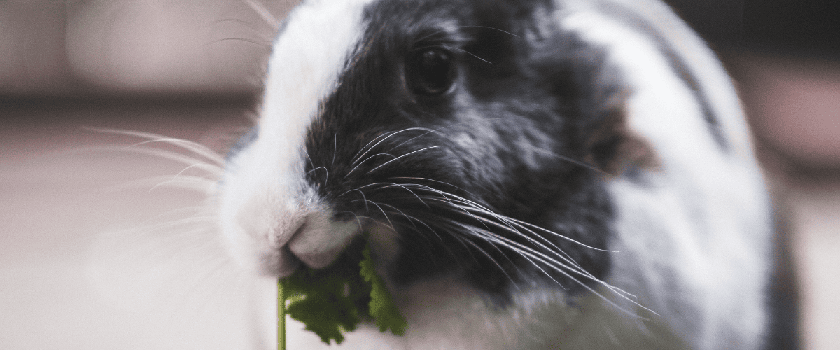 welke planten zijn giftig voor konijnen