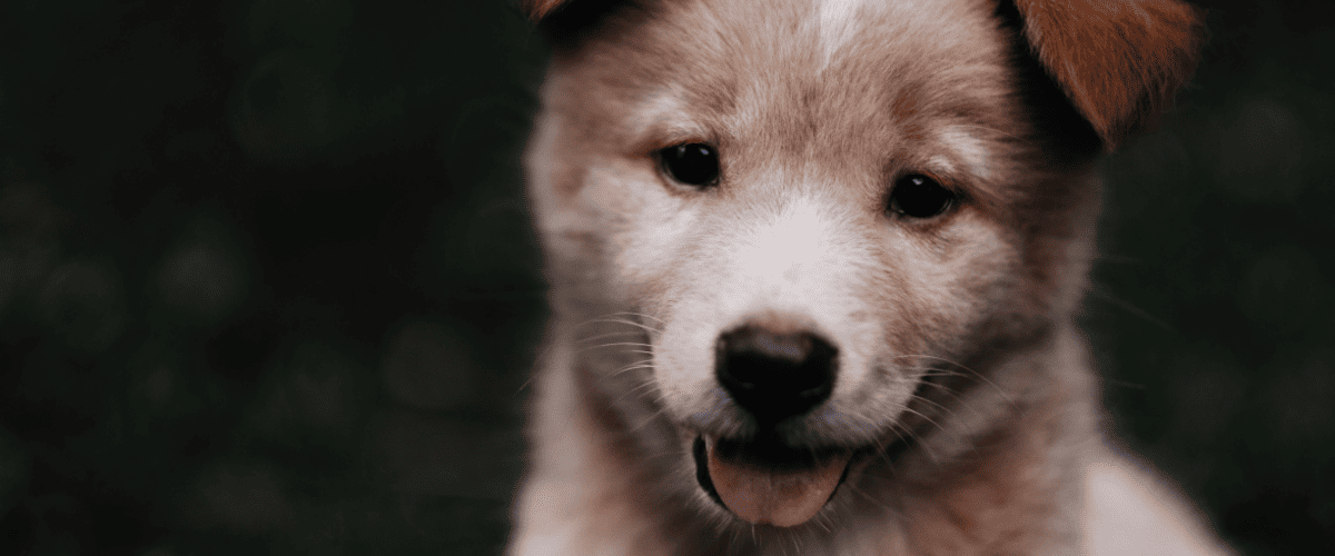 hond hijgt veel