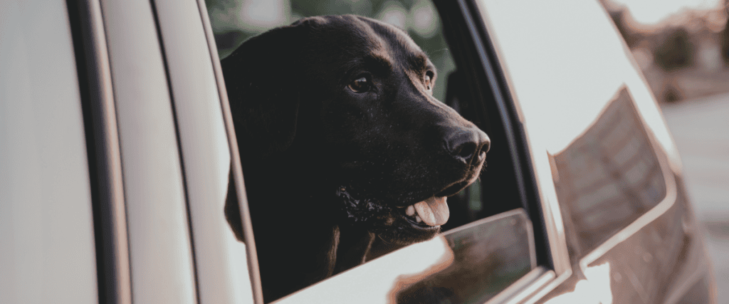Dierenadvies Figo - hond