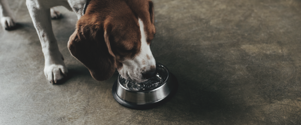 hond drinkt en plast veel