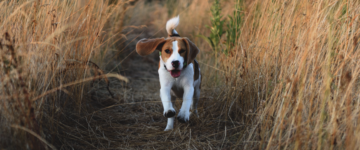 hond schudt met kop