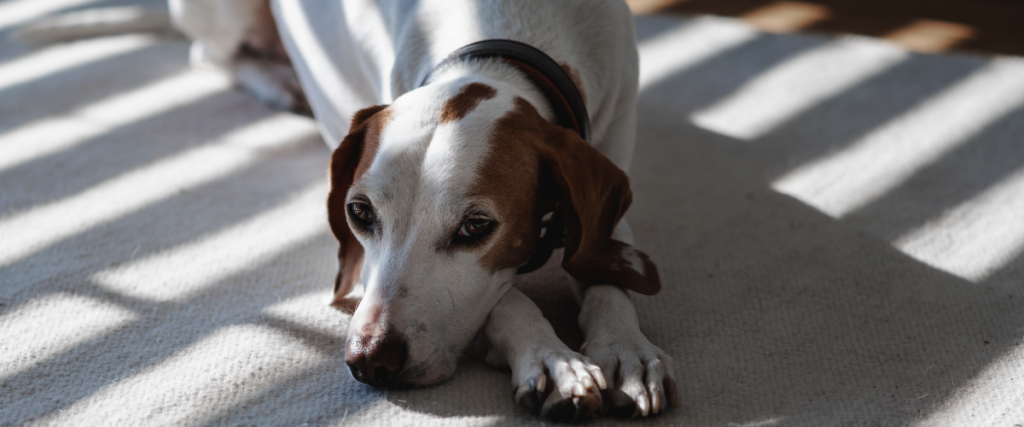 kosten baarmoeder verwijderen hond