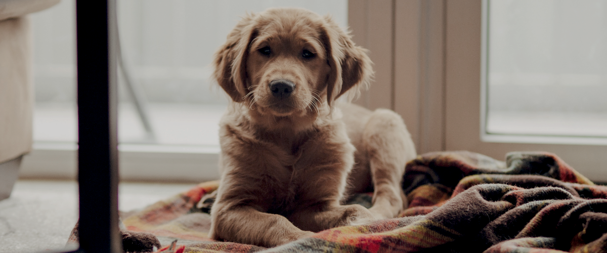 kosten laparoscopische sterilisatie hond