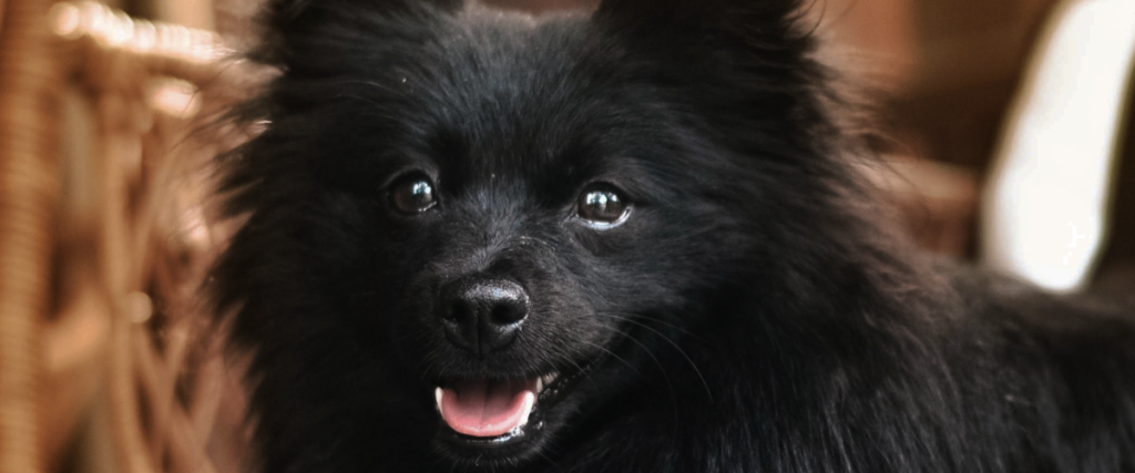 kosten tandsteen verwijderen hond