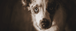 hond cremeren kosten