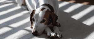 kosten hond chippen