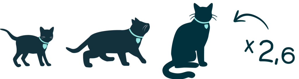 solidarity principle Older pets 1