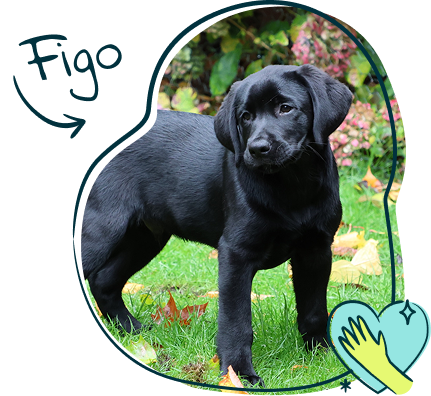 Figo pup image