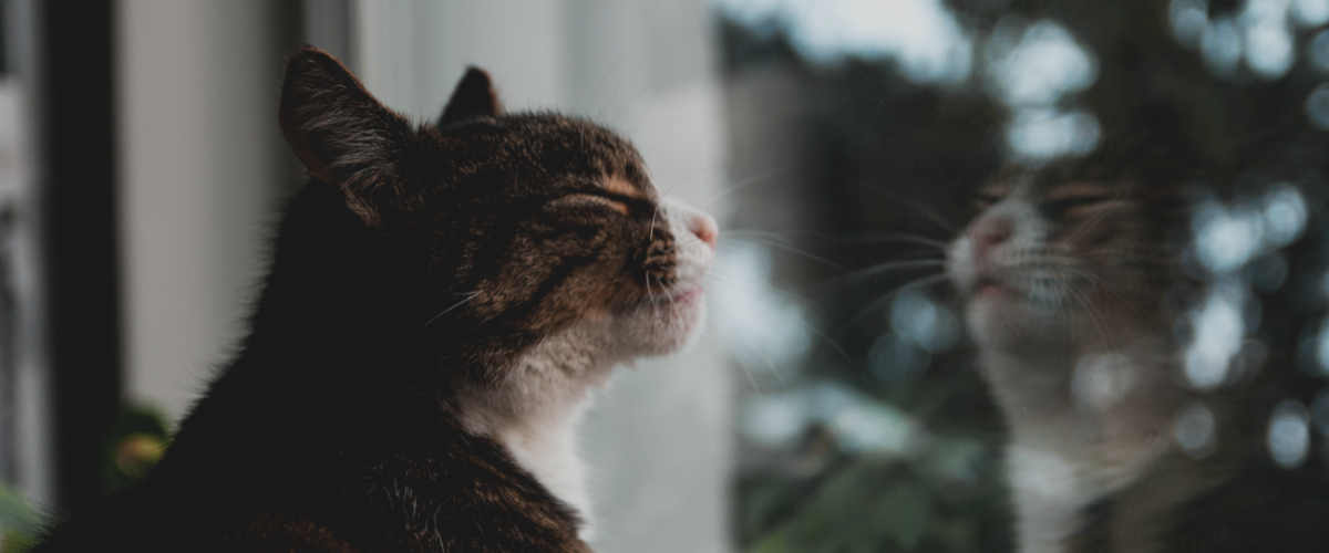 Kat die naar buiten kijkt