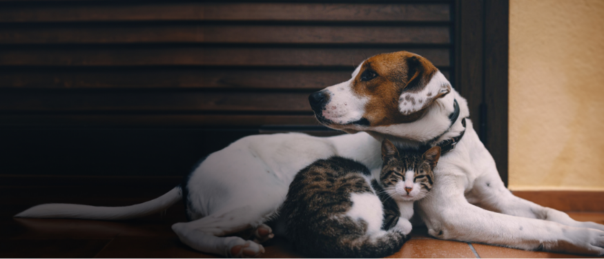 Hond en kat die samen op de vloer liggen