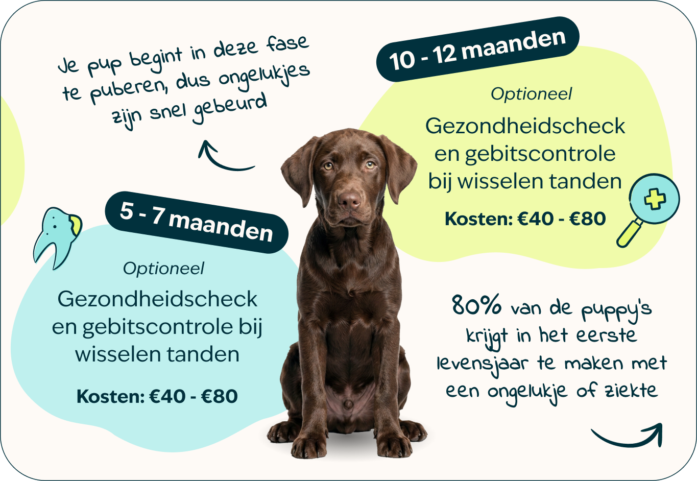 Desktop-Puppy-page-Inforgrafic-puppy-Frame-3.png