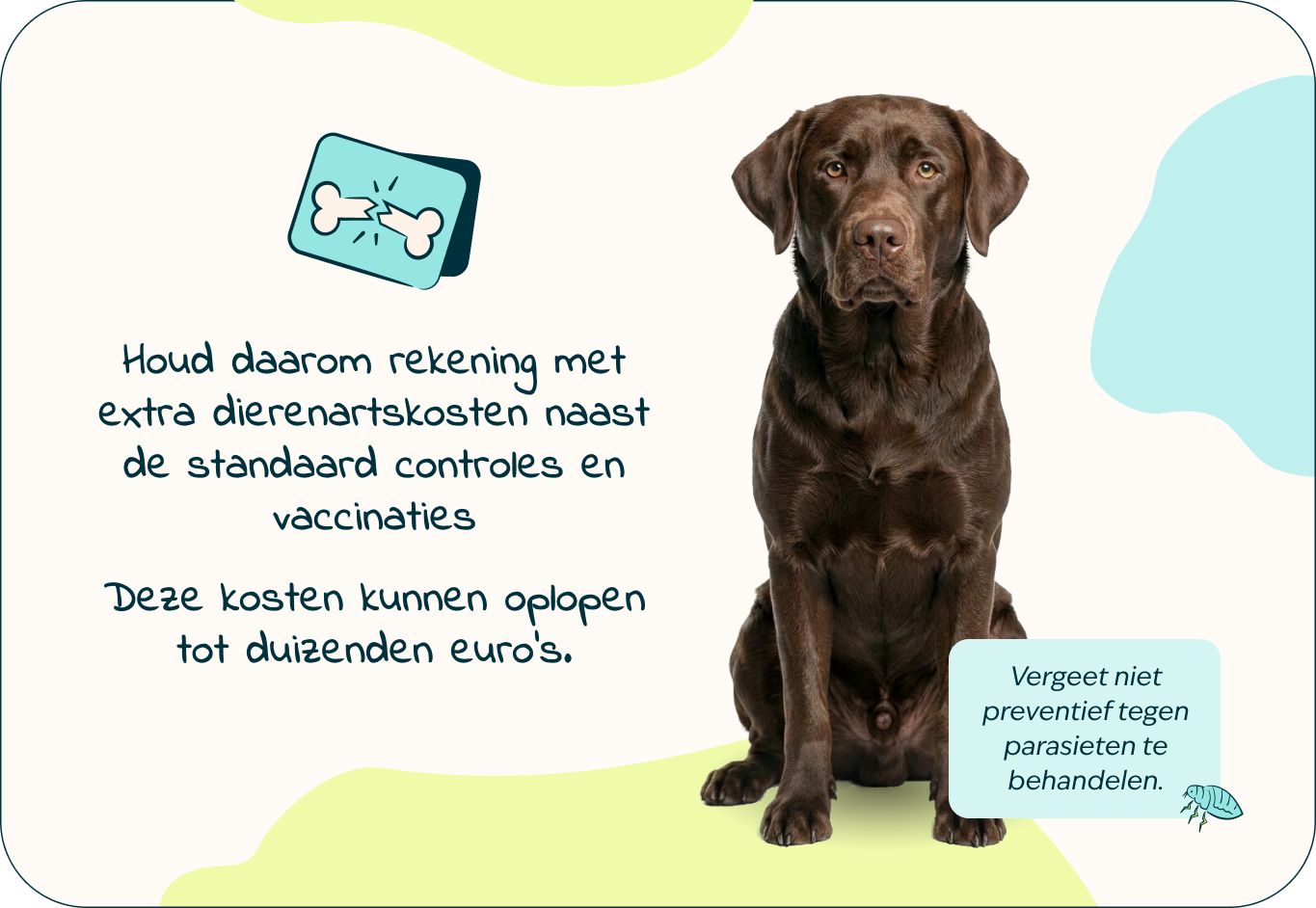 Desktop-Puppy-page-Inforgrafic-puppy-Frame-4.png