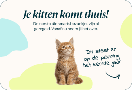 Desktop - kitten page - Inforgrafic kitten - Frame 1