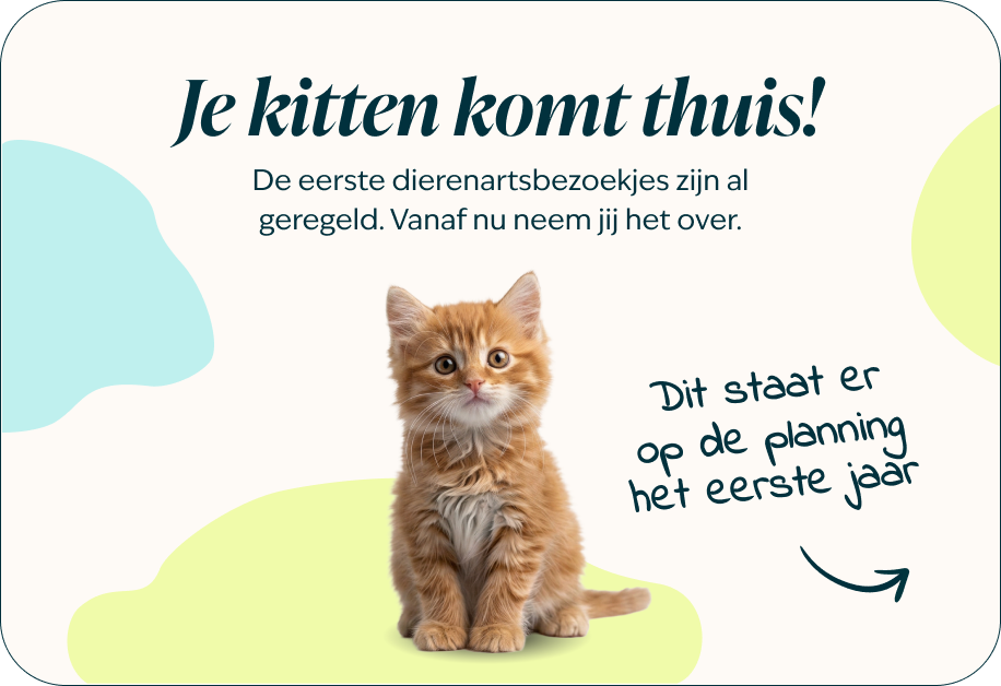 Desktop-kitten-page-Inforgrafic-kitten-Frame-1.png