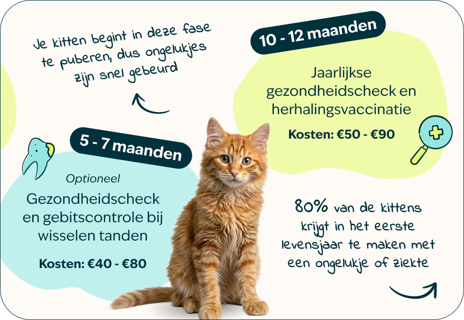 Desktop-kitten-page-Inforgrafic-kitten-Frame-3.png