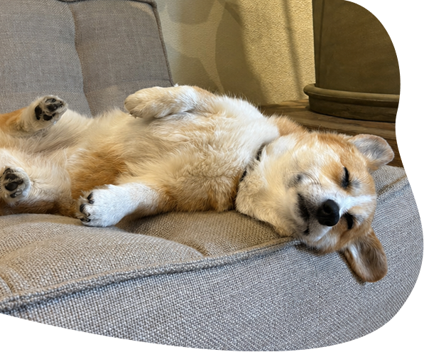 Hond zorgeloos campagne