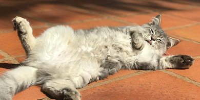 Figo Kat mobiel zorgelooscampagne