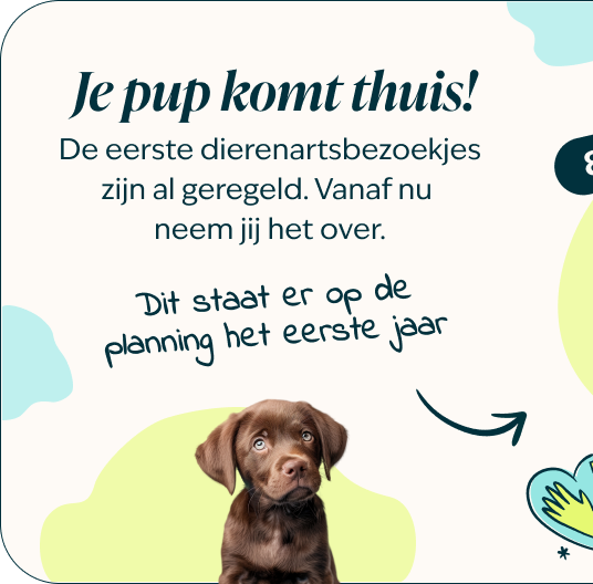 Mobile-Puppy-page-Inforgrafic-puppy-Frame-1-1.png