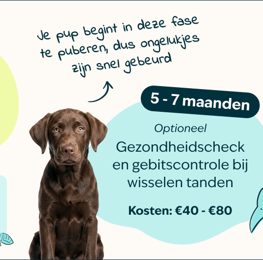 Mobile-Puppy-page-Inforgrafic-puppy-Frame-4.png