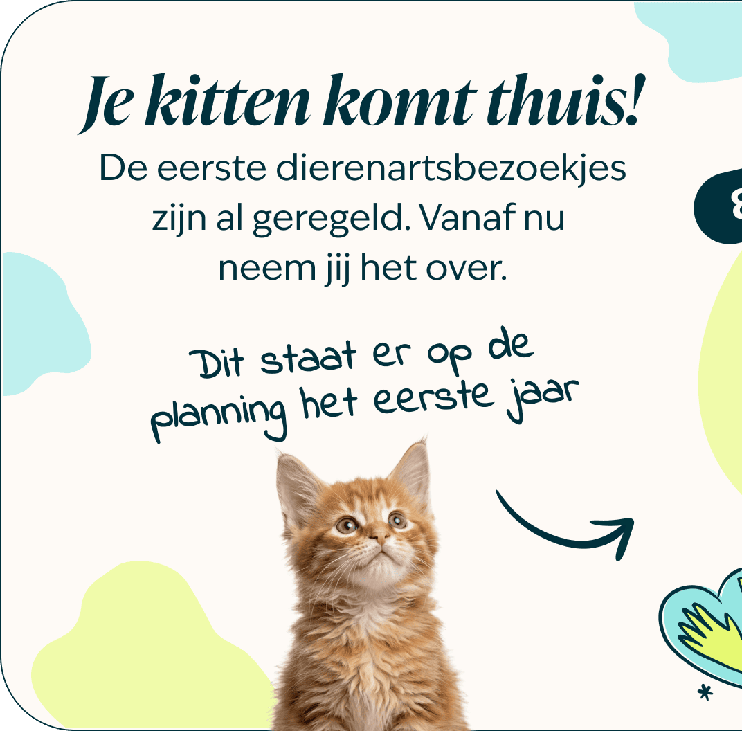 Mobile - kitten page - Inforgrafic kitten - Frame 1