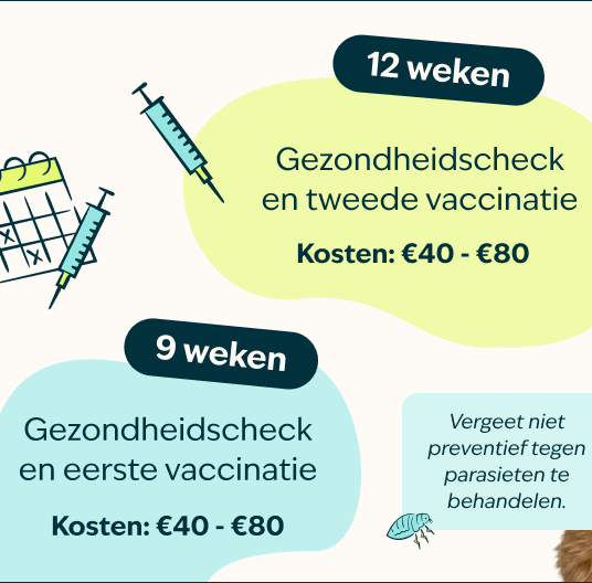 Mobile-kitten-page-Inforgrafic-kitten-Frame-3.png