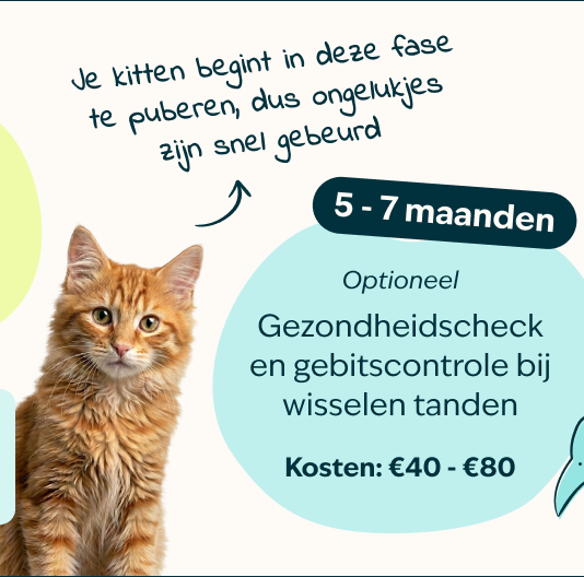 Mobile-kitten-page-Inforgrafic-kitten-Frame-4.png