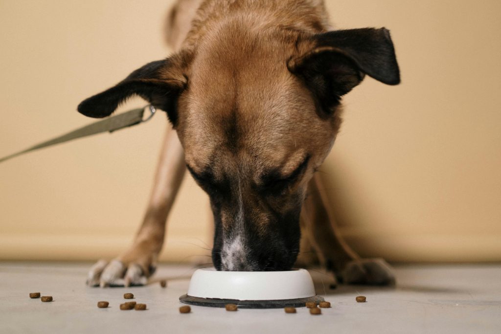 Hond eet brokken uit bakje