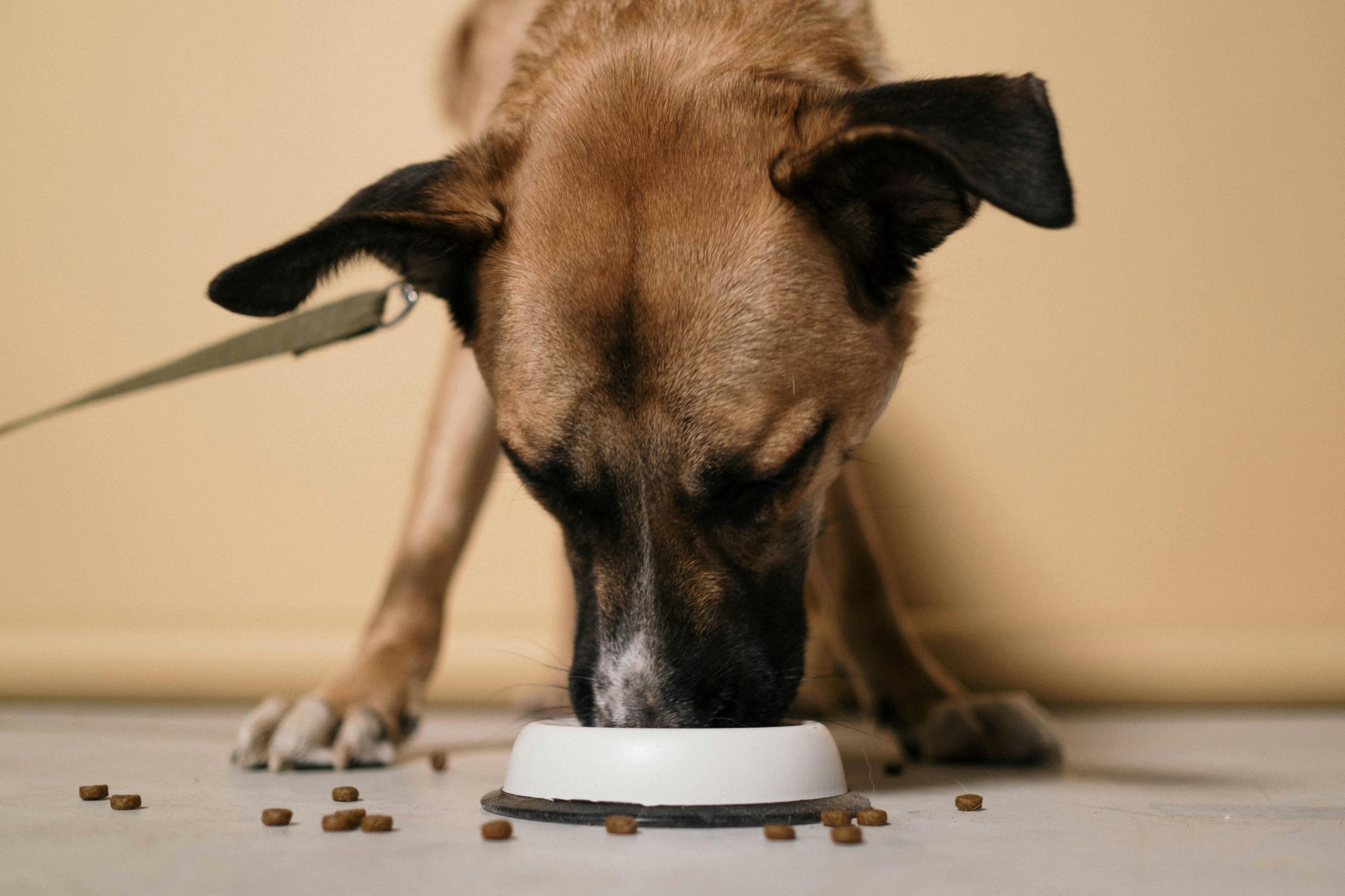 Hond eet brokken uit bakje