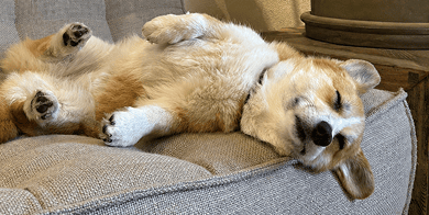 Figo Hond mobiel zorgelooscampagne