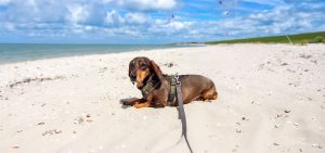 teckel op het strand