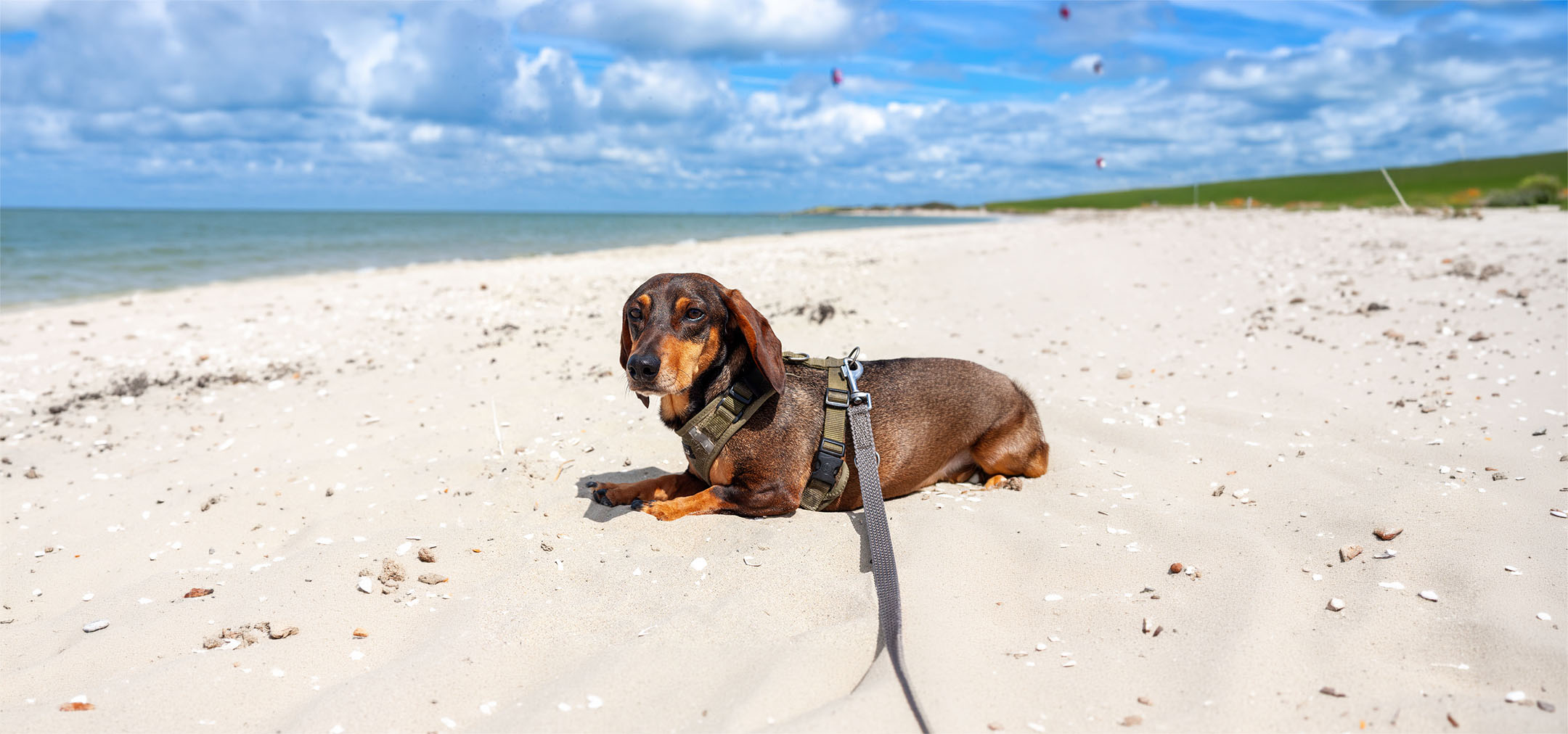 teckel op het strand