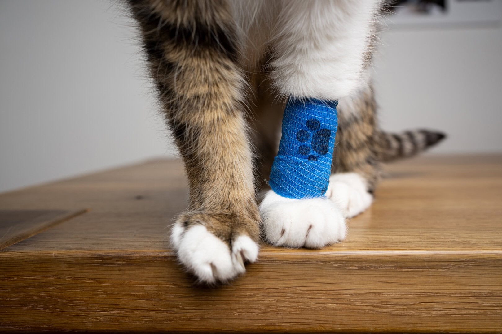 Kat met rechter voorpoot in blauw gips