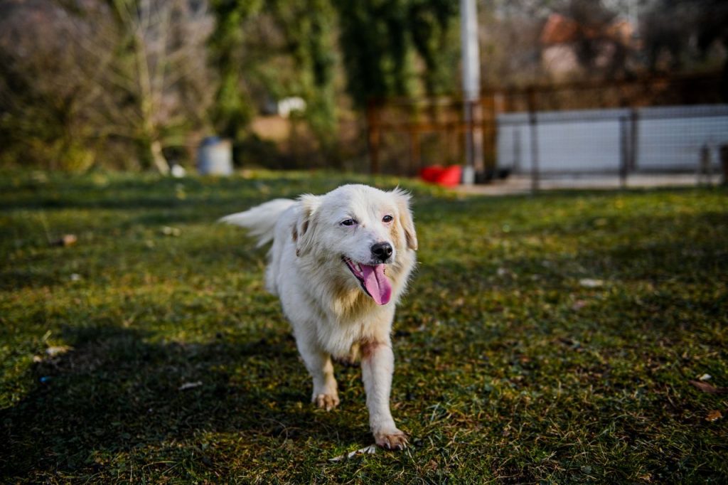 Witte hond rennend in gras