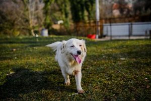 Witte hond rennend in gras