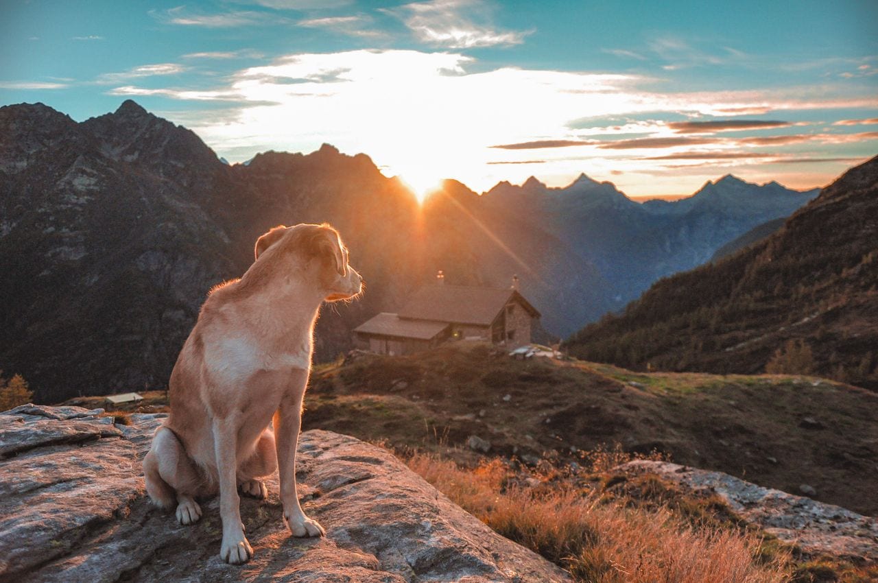 Hond die uitkijkt op bergen met zon