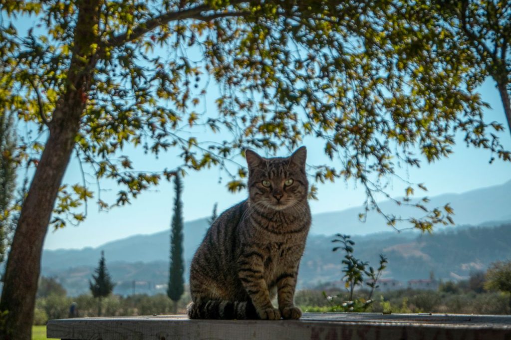 Kat buiten zittend met uitzicht op vallei