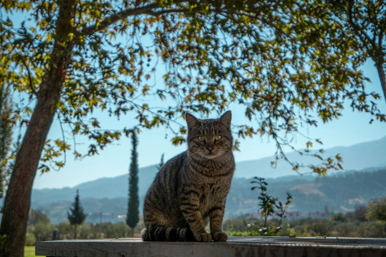 Kat buiten zittend met uitzicht op vallei