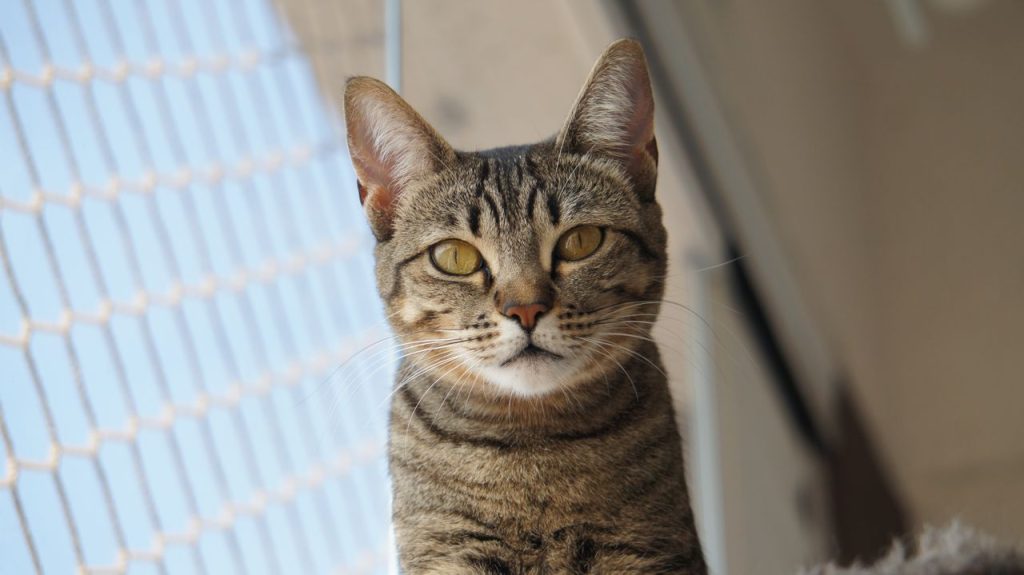 Kattenopvang tijdens vakantie: alle opties op een rij
