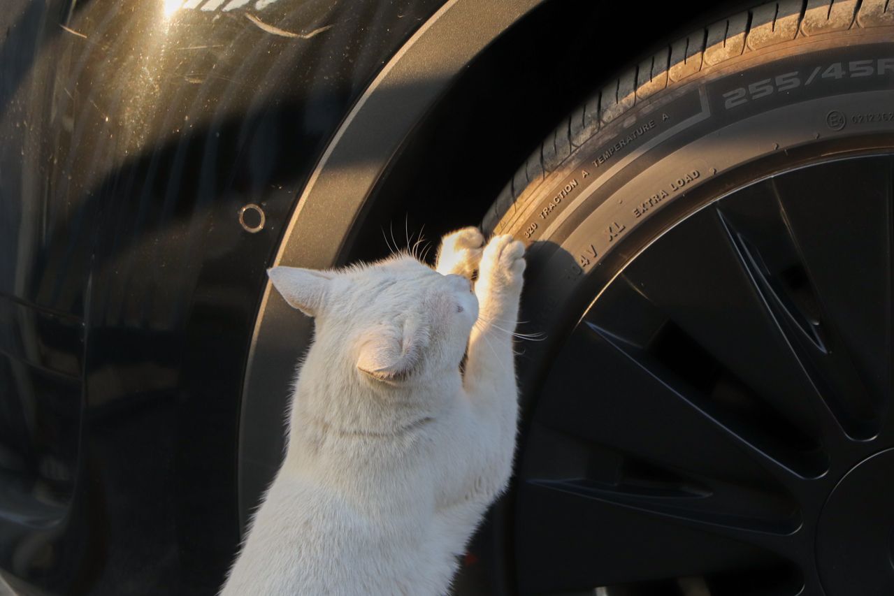 Witter kat die aan autoband krabt