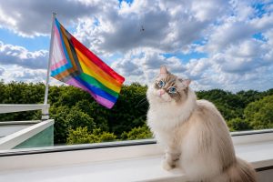 Kat op balkon met regenboogvlag
