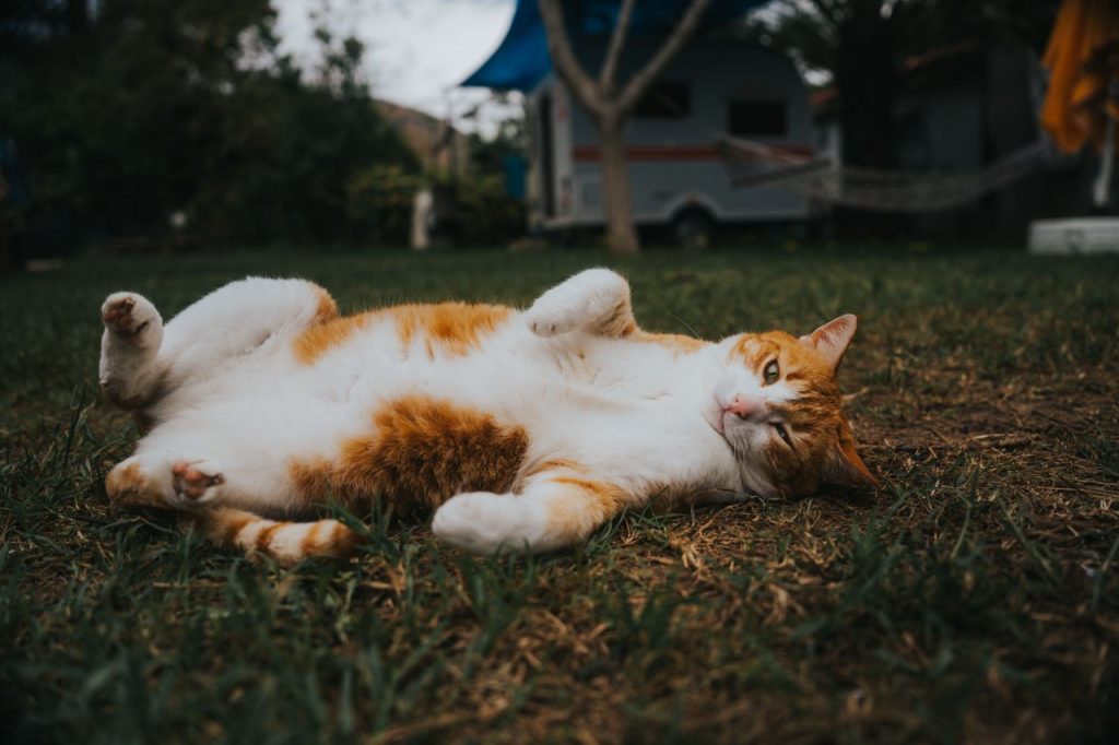 Kat liggen in het gras op camping