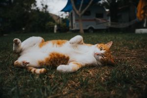 Kat liggen in het gras op camping