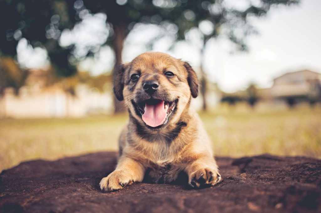 Puppy kopen? Ontdek hier waar je op moet letten