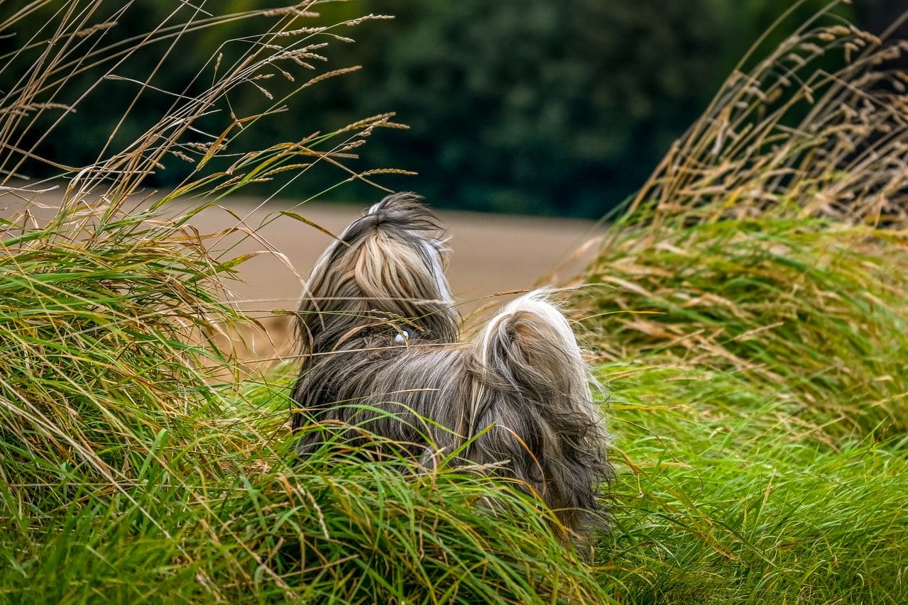 Claims tijdens droge zomer verdubbeld