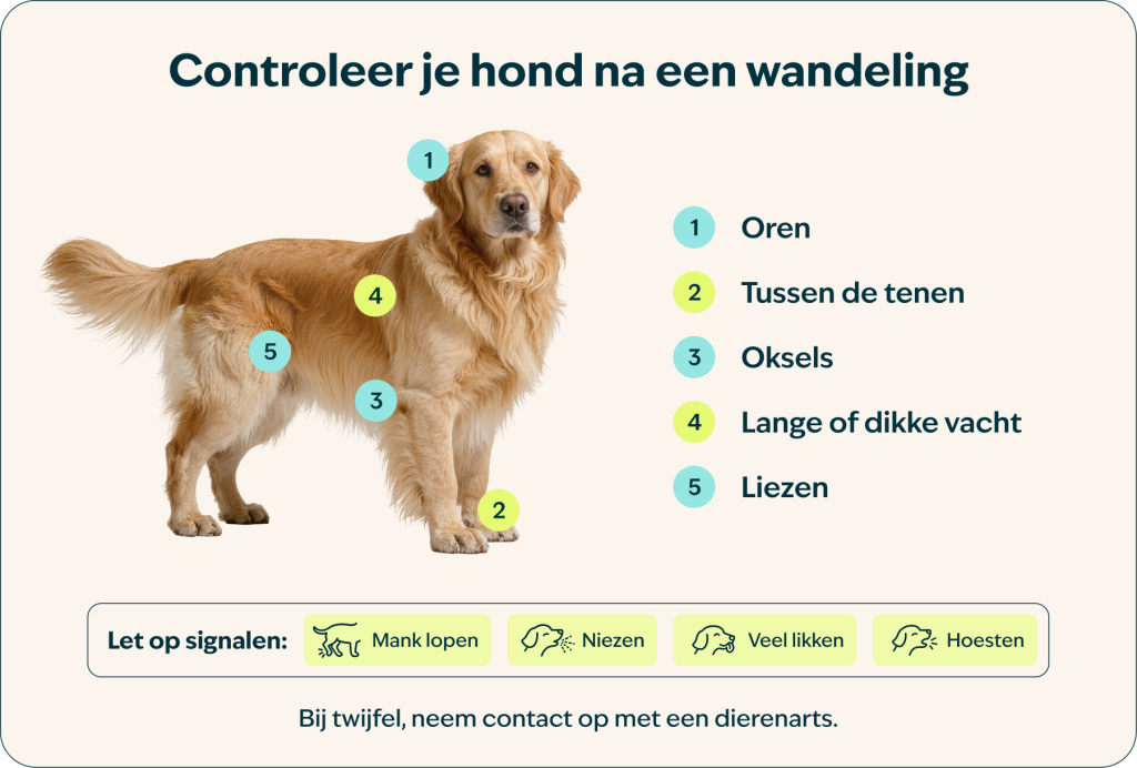 Controleer je hond na een wandeling