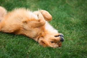 Dierenarts waarschuwt voor dip bij huisdieren na de vakantie