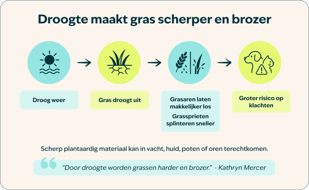 Droogte maakt gras scherper en brozer