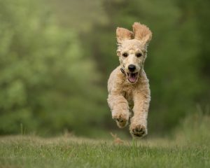 hond rent hard door het gras