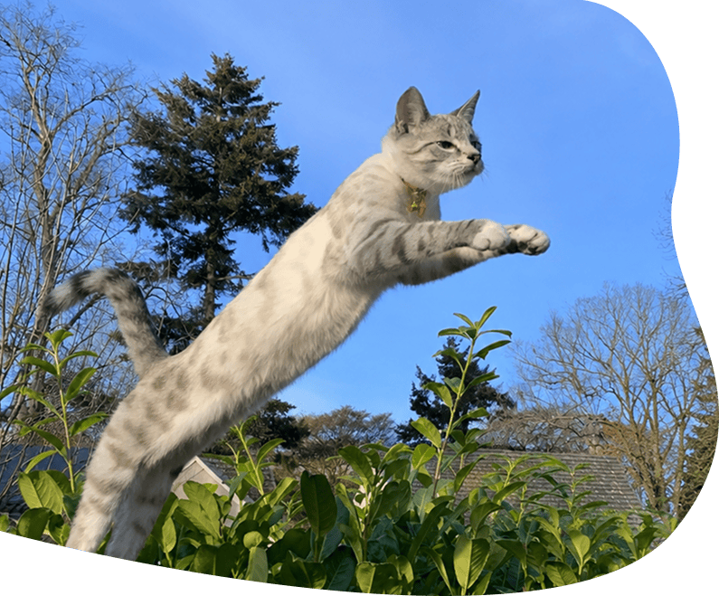 Dierendagcampagne kat header desktop