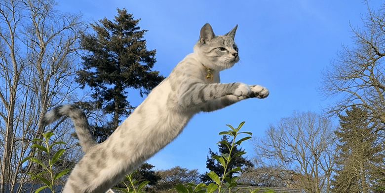 Dierendagcampagne kat header mobiel